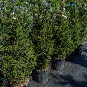 Smrek obyčajný (Picea abies) ´WILLS ZWERG´ - výška: 100-125 cm, kont. C30L